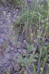 Potentilla soongorica
