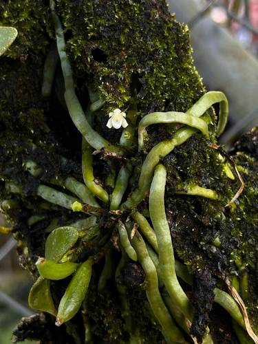 Taeniophyllum fasciola observed 2025-10-24