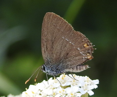 Satyrium acaciae