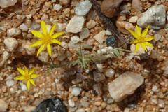 Leysera tenella