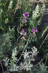 Oxytropis ferganensis