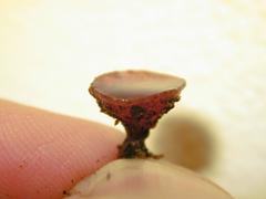 Ciborinia camelliae