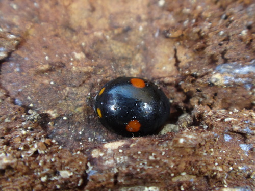 Hyperaspis conviva