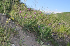 Oxytropis ferganensis