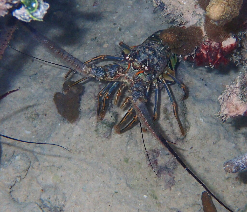 Caribbean spiny lobster on sand beside coral, seen from above