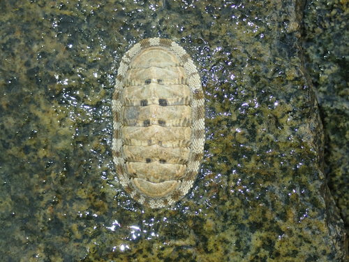 Scaly Chiton