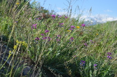 Oxytropis ferganensis