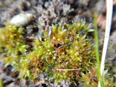 Physcomitrium patens