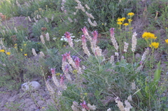 Astragalus schrenkianus