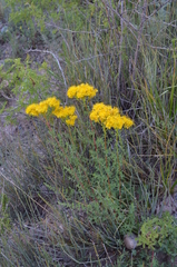 Hypericum scabrum