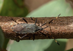 Gelonus tasmanicus