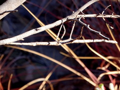 Achrioptera impennis