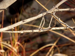 Achrioptera impennis
