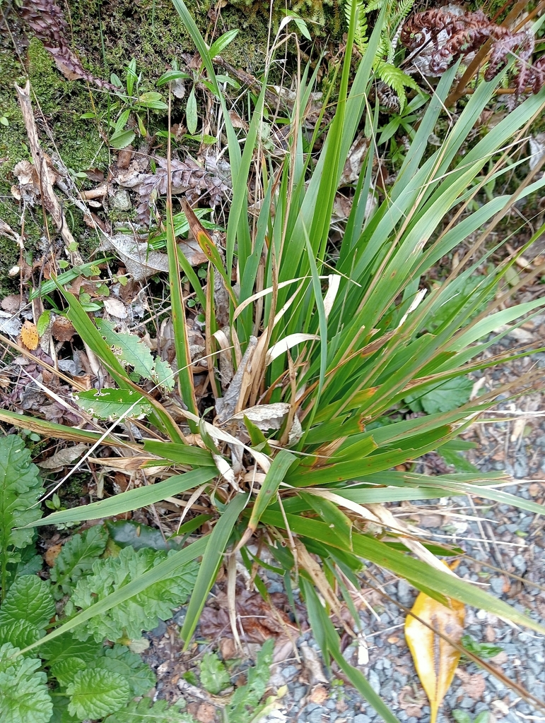 bush rice grass from Hutt city, NZ-WG, NZ on October 25, 2025 at 03:42 ...
