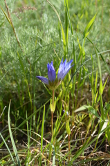 Gentiana olivieri