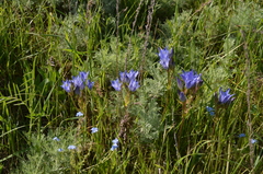 Gentiana olivieri