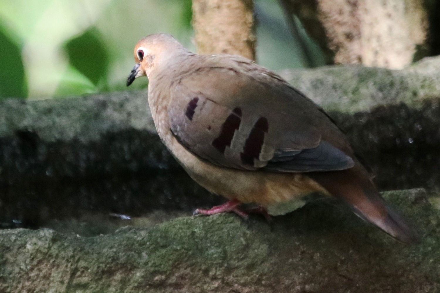 Columbina buckleyi image