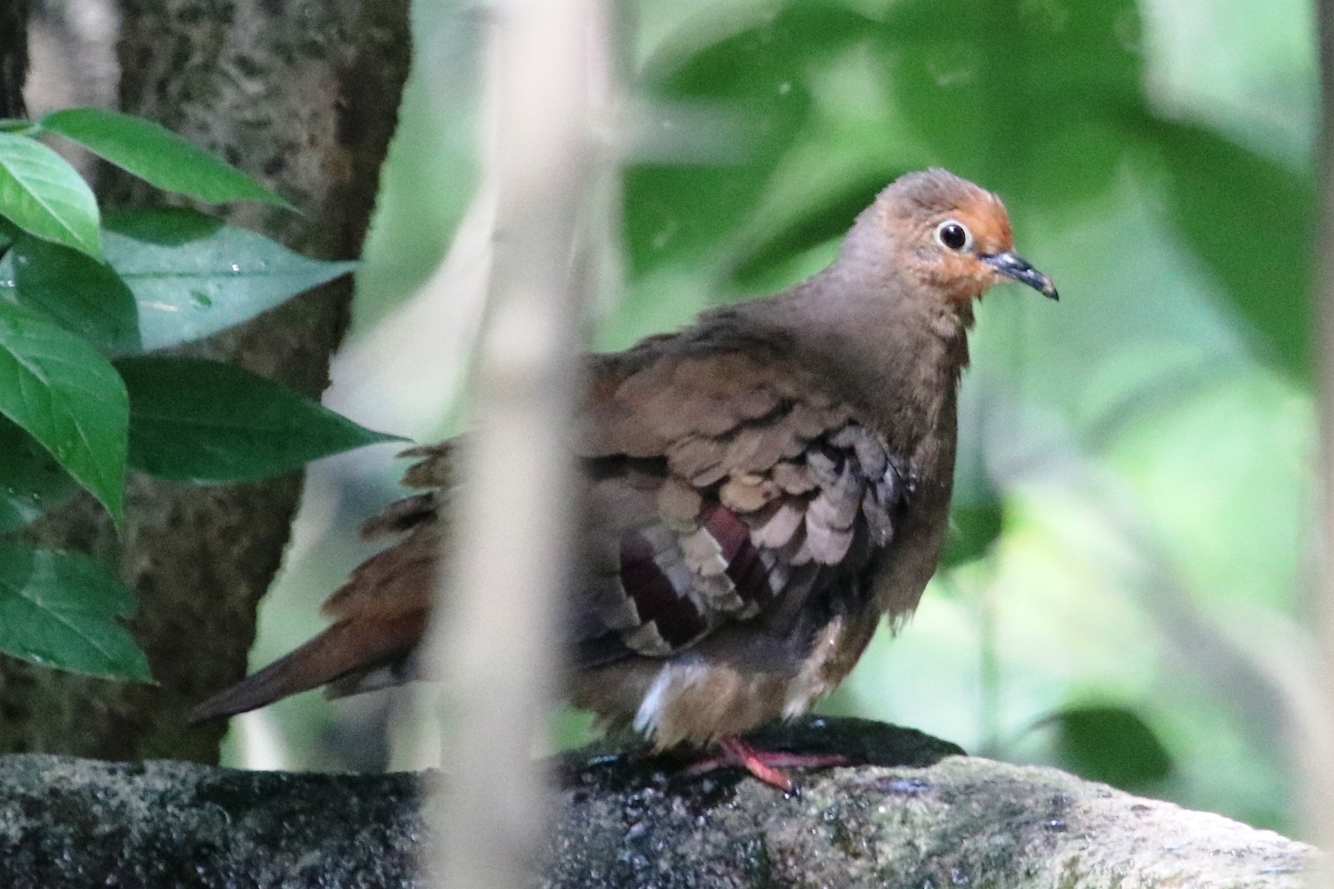 Columbina buckleyi image