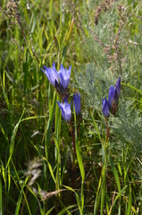 Gentiana olivieri
