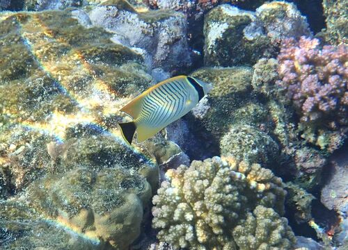 Chevron Butterflyfish — seen at this dive site