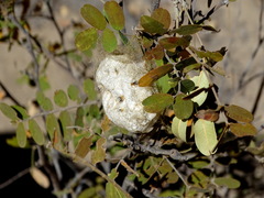 Borocera madagascariensis