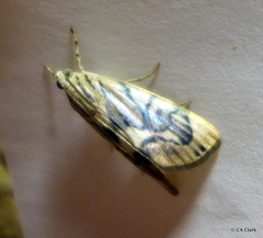 Dichogama redtenbacheri