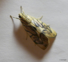 Dichogama redtenbacheri