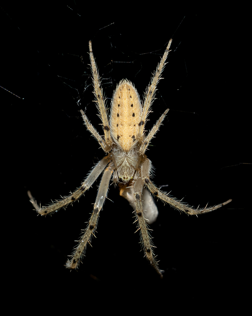 Larinia lineata