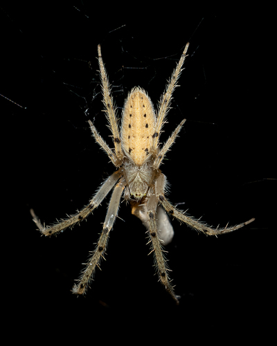 Larinia striée
