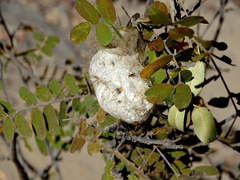 Borocera madagascariensis