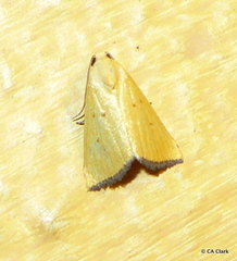 Marimatha tripuncta