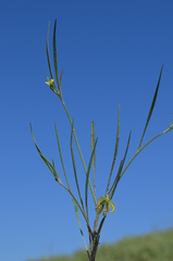 Koelpinia linearis