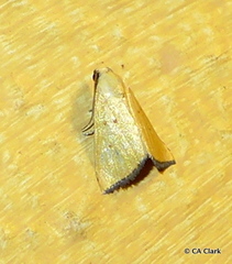 Marimatha tripuncta