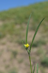 Koelpinia linearis