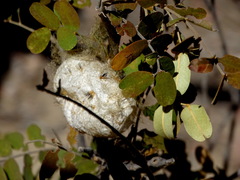 Borocera madagascariensis
