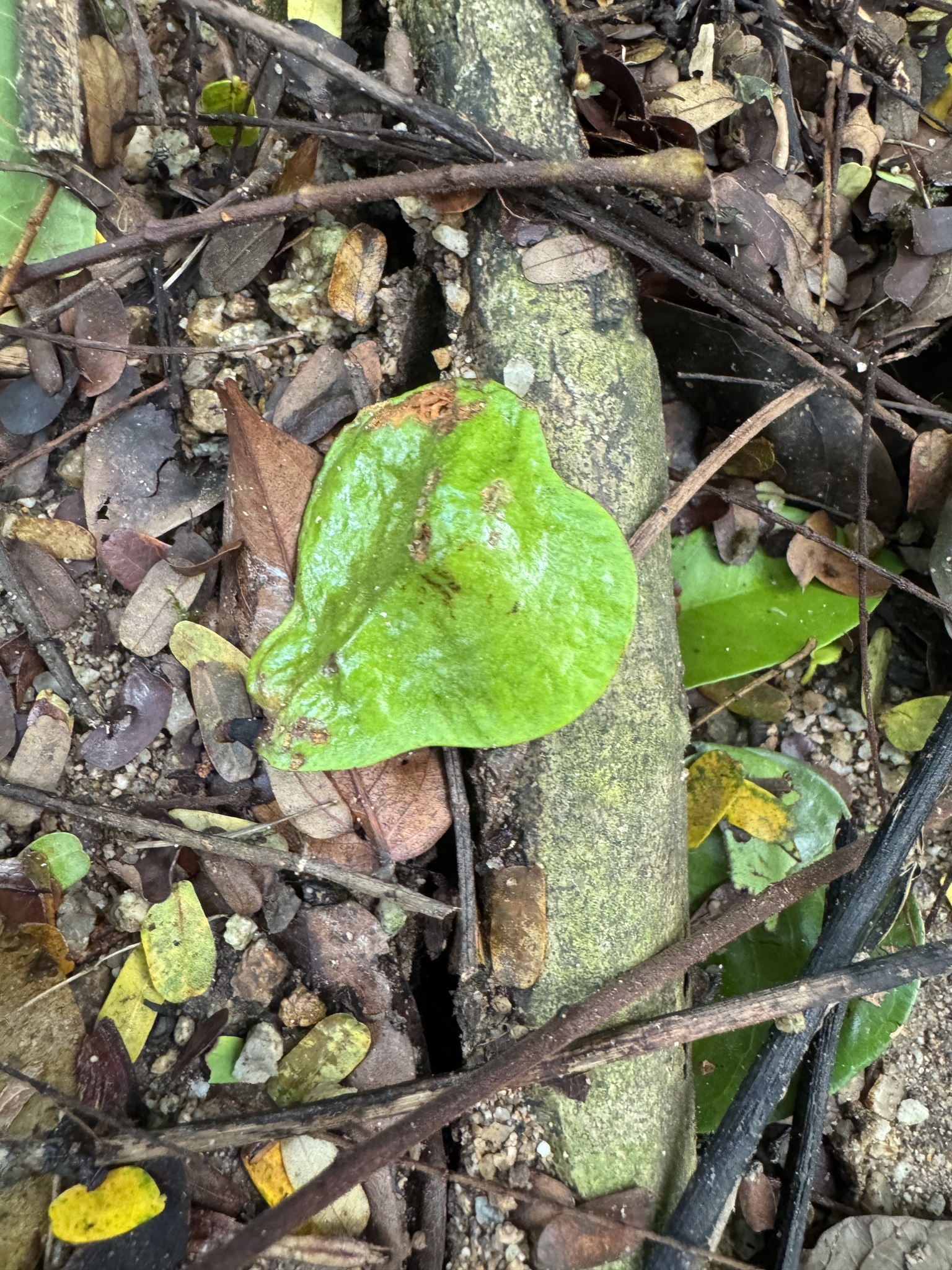 Imagem de Pterocarpus officinalis