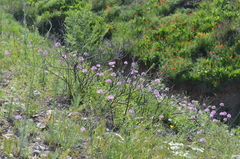 Allium pallasii