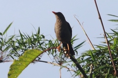 Turdus fuscater