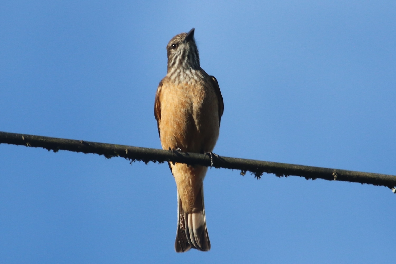 Myiotheretes striaticollis image