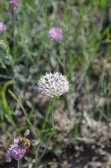 Allium pallasii