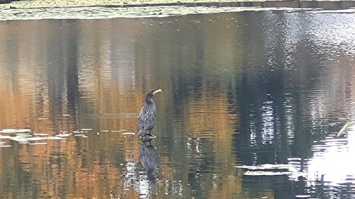 Double-crested Cormorant