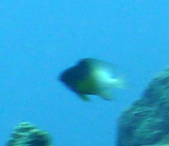 Stegastes partitus