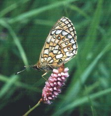 Boloria eunomia