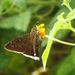 Jalapus Cloudywing - Photo (c) dcslaugh, some rights reserved (CC BY-NC), uploaded by dcslaugh