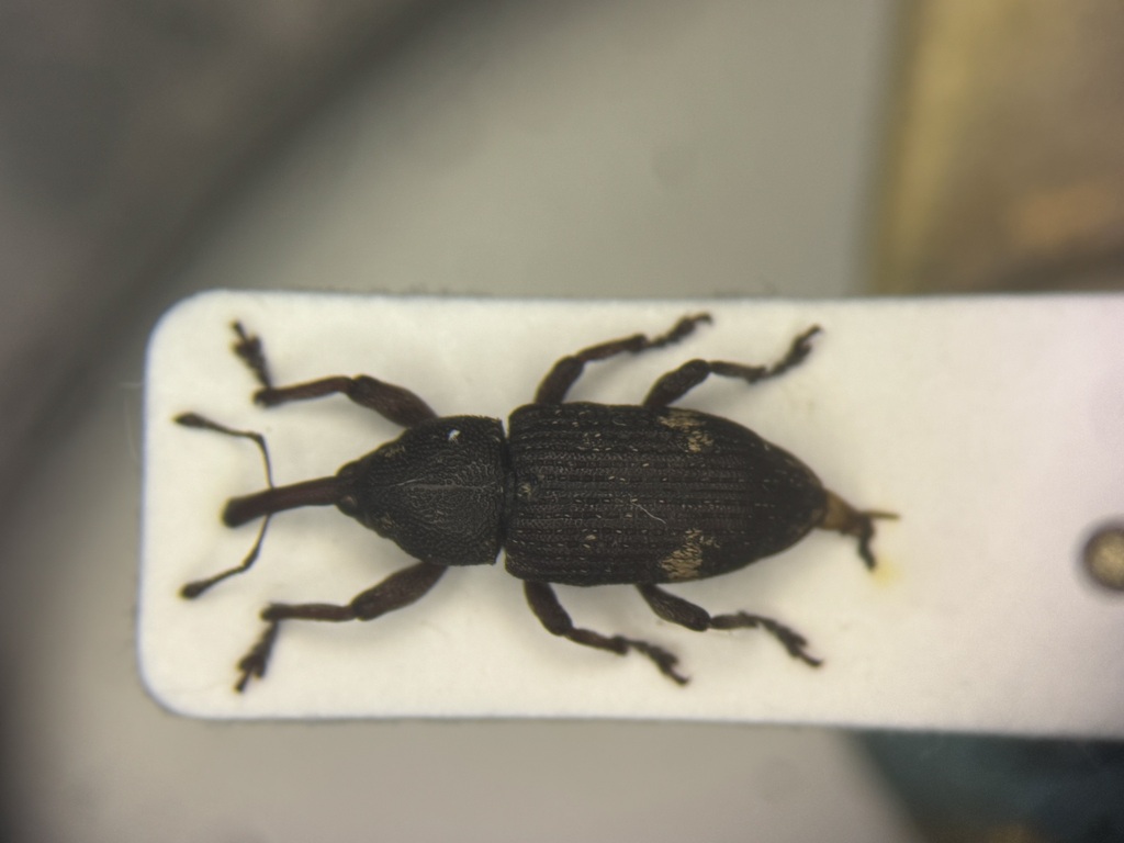 Pissodes affinis