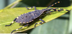 Gelonus tasmanicus