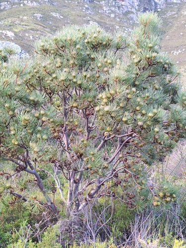 Channel-leaf featherbush (Aulax cancellata)