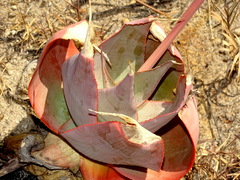 Aloe imalotensis image