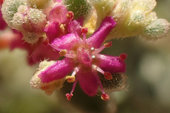 Aizoon mezianum