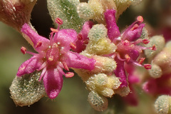 Aizoon mezianum